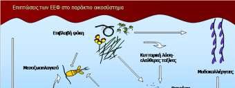 μπορούν να φθάσ