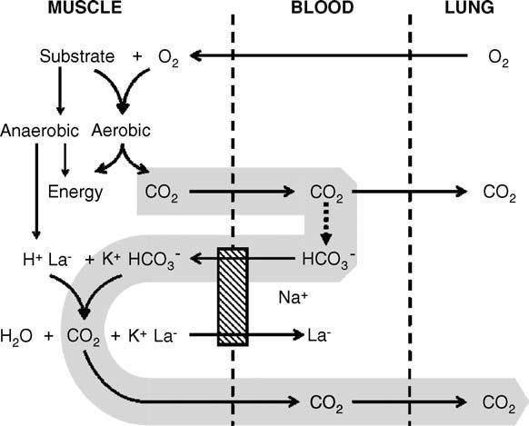 Lactic acid buffering, nonmetabolic CO2 and exercise hyperventilation: