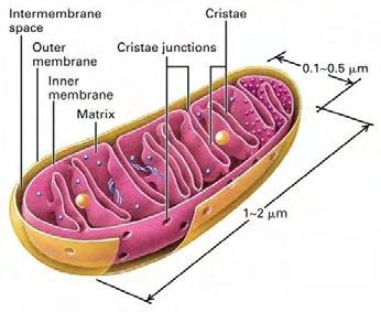 Εικόνα 1.Το μιτοχόνδριο Το μιτοχονδριακό DNA (mtdna) Τα μιτοχόνδρια διαθέτουν το δικό τους κυκλικό γονιδίωμα το οποίο ποικίλλει σε μέγεθος από 6000 π.χ.) έως και 300000 (π.χ.) ζεύγη βάσεων. Εικόνα 2.