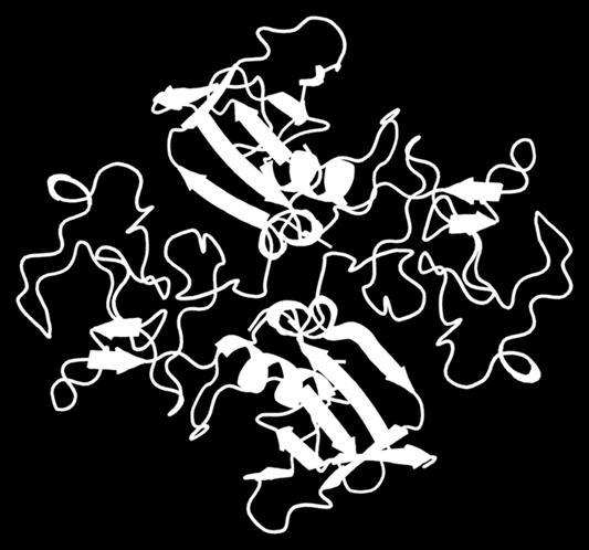 23) Ο HGF ασκεί τις επιδράσεις του μέσω της σύνδεσης με το μόριο Mesenchymal-epithelial transition (c-met), το οποίο είναι ένας διαμεμβρανικός πρωτεΐνικός υποδοχέας δράσης κινάσης τυροσίνης.