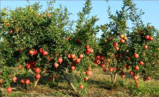 Εικόνα 28: Καρπόφορία της ποικιλίας Wonderful