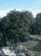 Τερματίζει στο Μοναστήρι του Προφήτη Ηλία, περίπου 8km από το Λυθροδόντα και 6km από τη Μάντρα του Καμπιού, με πρόσβαση από χωματόδρομους.