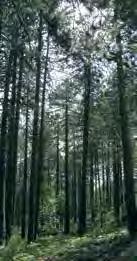 ΠΕΡΣΕΦΟΝΗ (ΓΡΑΜΜΙΚΟ) ΕΠΑΡΧΙΑ ΠΑΦΟΥ - ΔΑΣΟΣ ΑΚΑΜΑ Το δάσος Ακάμα είναι περιοχή Natura 2000 ΣΥΝΤΕΤΑΓΜΕΝΕΣ ΑΦΕΤΗΡΙΑΣ 489149 / 3864227 ΣΥΝΤΕΤΑΓΜΕΝΕΣ ΤΕΡΜΑΤΙΣΜΟΥ 491183 / 3862858 ΥΨΟΜΕΤΡO ΑΦΕΤΗΡΙΑΣ 1733m