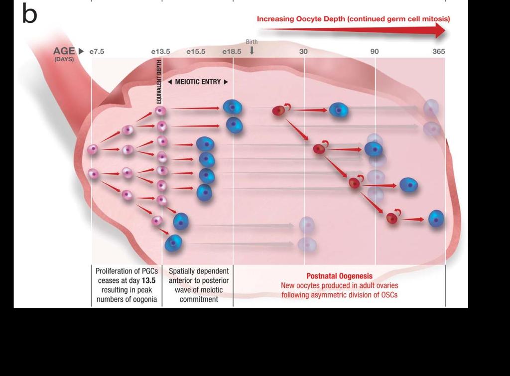 (b) If continued proliferation of OSCs (red) and their subsequent