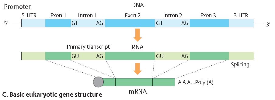 Πολυμεράση RNA DNA προ mrna ώριμο mrna Κόβονται οι περιοχές που κωδικοποιήθηκαν από τα ιντρόνια του DNA, και μένουν μόνο οι περιοχές που κωδικοποιούνται από τα εξόνια του DNA Σημειωτική ανάλυση της