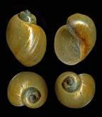 lindeni (photo P. Falatico; http://aramel.free.
