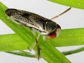 hlug.de) Ostracoda (http://www.kuleuven-kortrijk.