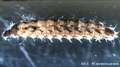 Προνύμφη (Photo: Ι. Καραούζας) Berosus sp.
