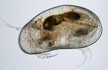 Köhler; http://koleopterologie.de) Pericoma sp.