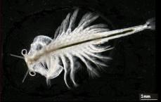 microimaging.