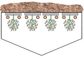 GENERAL Heating greenhouses with hot water through plastic spiral pipes placed above ground and near plant rows significant surpass other common heating systems.