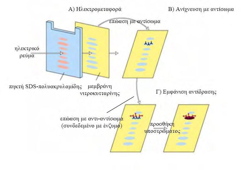 και εφαρμόζεται τάση 100V, μέχρι τα δείγματα να διανύσουν την πηκτή επιστοίβαξης, ενώ μόλις φτάσουν στη πηκτή διαχωρισμού η τάση αυξάνεται στα 120