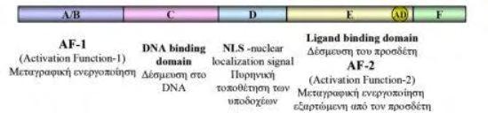 υποδοχείς, όπως από τους PR (progesterone Receptor) και PPAR (peroxisome Proliferator-Activated receptor), RAR και RXR (Robyr et al., 2000).