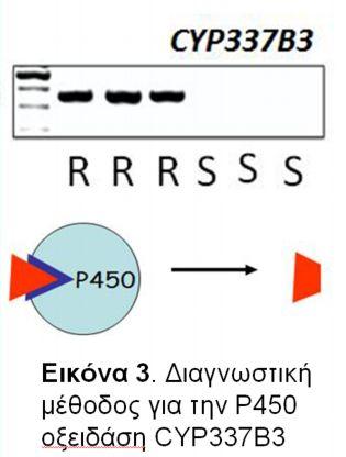 πυρεθροειδή ή άλλα εντομοκτόνα δεν είναι