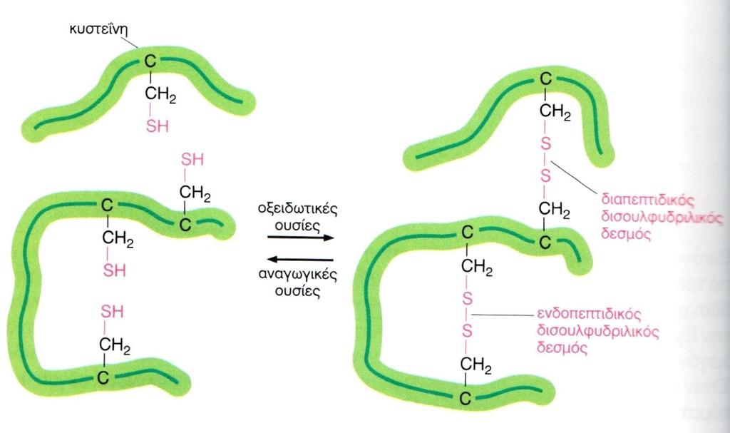 Πολλζσ εξωκυτταρικζσ πρωτεΐνεσ, όπωσ θ λυςοηφμθ ςχθματίηουν διςουλφοδρυλικοφσ