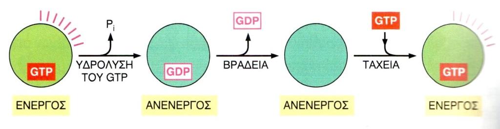 Φωςφορυλίωςθ του GDP ςε GTP, όπου το