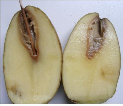 carotovorum και P. atrosepticum με τη βοήθεια οδοντογλυφίδας.