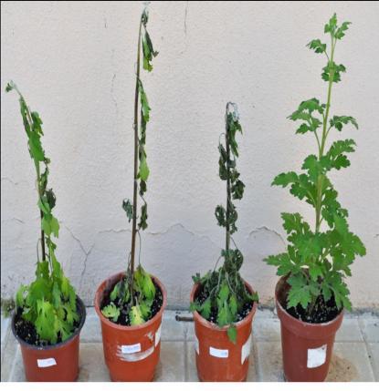 carotovorum και P. atrocepticum. Τυπικά συμπτώματα αδροβακτηρίωσης.
