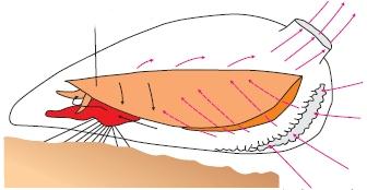 υποτυπώδη βράγχια έξοδος νερού είσοδος νερού πεπτικός σωλήνας οισοφάγος Το σαλιγκάρι στόμα διαθέτει παχιά χείλη και μια οδοντωτή προεξοχή με την οποία ροκανίζει την