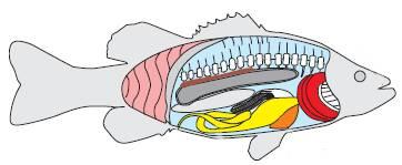ΚΑΙ ΣΤΑ ΣΠΟΝ ΥΛΩΤΑ στόμα πρωκτός έντερο στομάχι Τα ψάρια εντοπίζουν την τροφή τους με τη βοήθεια της όρασης, της όσφρησης και της αφής.