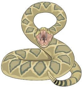 Σε μερικά φίδια τα σαγόνια συνδέονται χαλαρά, με αποτέλεσμα το στόμα τους να ανοίγει αρκετά ώστε να