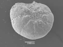 (Bate et al., 1978). Στα 2m βάθος εντοπίστηκαν πολύ λίγα (<5) βενθικά και πλαγκτονικά τρηµµατοφόρα, ά- σχηµα διατηρηµένα, υποδηλώνοντας ότι είχαν µεταφερθεί.
