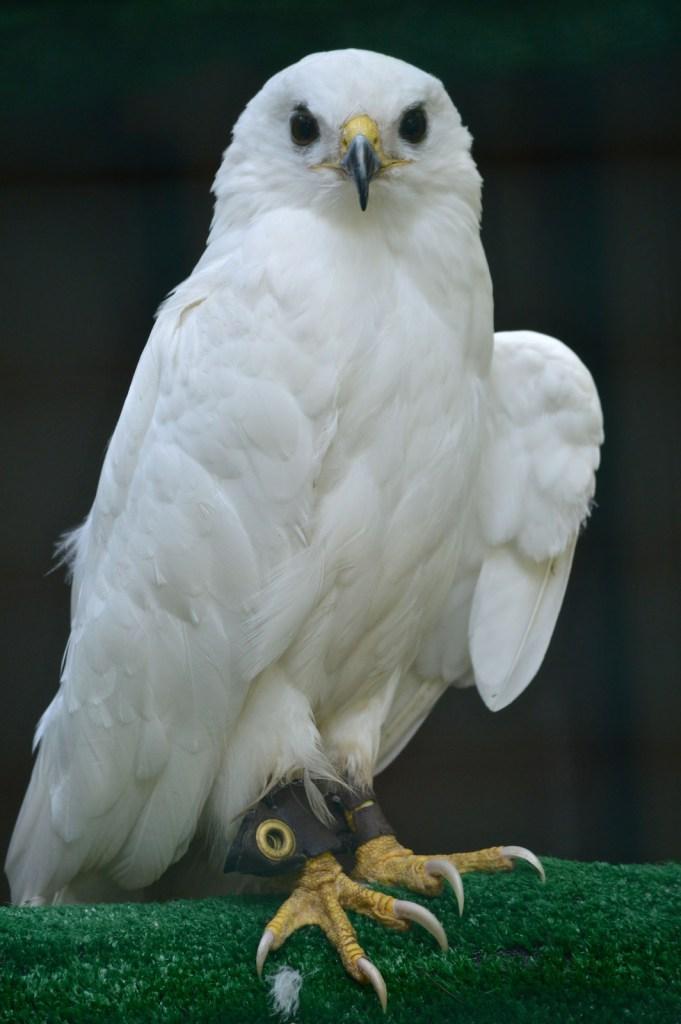 ALBINO ΖΩΑ, ΟΤΑΝ