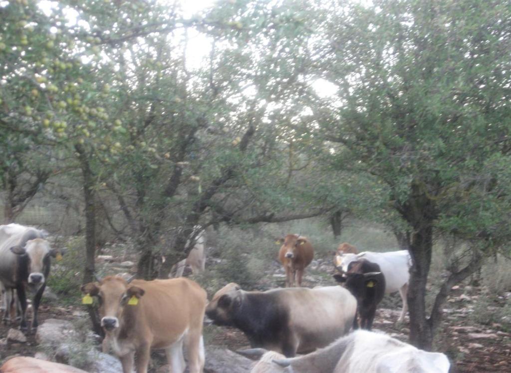 Εικόνα 10: Αγελάδες και υπερβοσκημένος βοσκότοπος στην