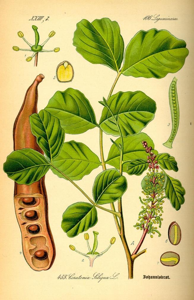 Χαρουπιά ceratonia siliqua Φιλοξενεί