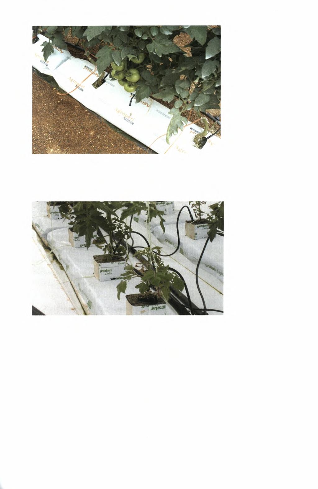 Εικόνα 1. 1 Φυτά τομάτας τα οποία καλλιεργούνται σε σάκους με περλίτη.