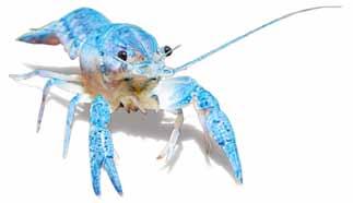 Dwarf crayfish στην φωτογραφία του sera Biotop Nano