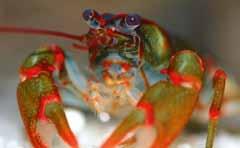 Cambarus manningi
