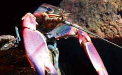 Red Claw (Cherax