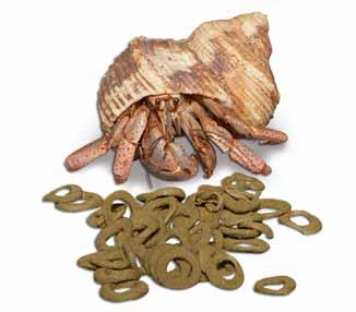 Καβούρια ερημίτες ξηράς (Land hermit crabs) Τα καβούρια ερημίτες της ξηράς δεν ζουν σε νερό. Είναι ενδιαφέροντα και εύκολα στην διατήρηση ζωντανά για terrarium.