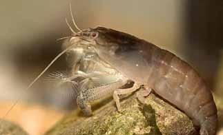 Είδη γαρίδων Γαρίδες νάνοι (Dwarf shrimps) Η ομάδα αυτή είναι πολύ δημοφιλής και αποτελείται από πολλά μικρά είδη γαρίδων (συχνά μέχρι 4cm).