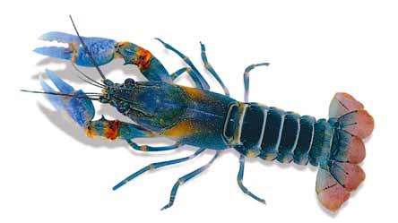 Είδη καραβίδων Καραβίδες Νάνοι (Dwarf crayfish) Είδη Cambarellus Τα είδη Cambarellus είναι κατάλληλα για ενυδρεία.