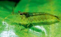 Amano shrimp (Caridina