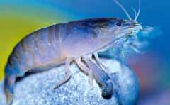 Giant Fan shrimp (Atya