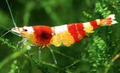 Red Bee shrimp
