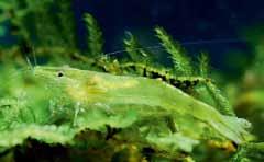 cantonensis) Green