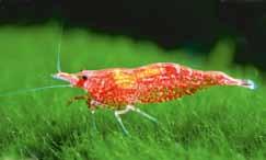 Red Cherry shrimp