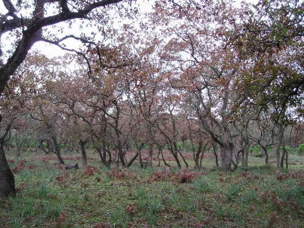 Η υπο-ομάδα μας ασχολήθηκε με τα καλισεφνηματα της φύσης και συγκεκριμένα με το ΕΘΝΙΚΟ ΠΑΡΚΟ ΤΓΟΣΟΠΩΝ ΚΟΣΤΦΙΟΤ ΣΡΟΥΤΛΙΑ.