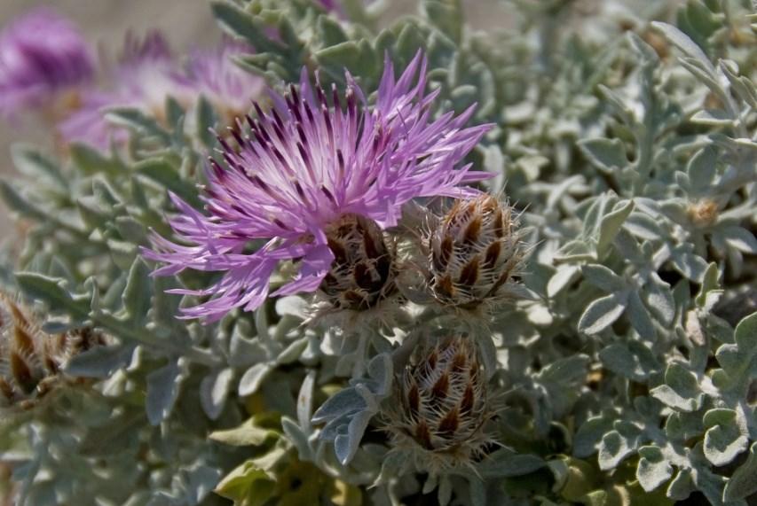 χλωρίδας όπως η Centaurea niederi που