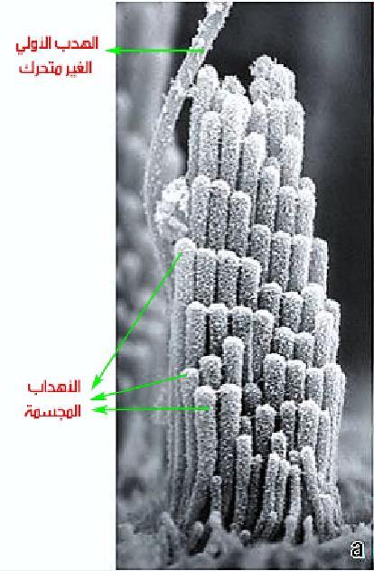 الكبير بينهما: تتميز األهداب المجسمة عن