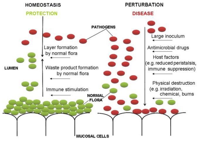 Λειτουργίες Εντερικής χλωρίδας Ανταγωνιστικός αποκλεισμός παθογόνων μικροβίων Παραγωγή βακτηριοκινών Ανάπτυξη των εντεροκυττάρων Σύνθεση βιταμινών Β1, Β9, Κ