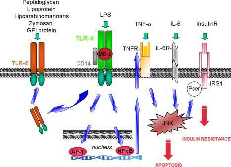 LPS CD14/TLR4/MD2 Σύμπλεγμα υποδοχέων MyD88 μετασχηματιστικά μόρια ΝF-kB μεταγραφικός