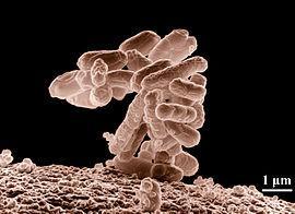 Firmicutes Bacteroides Prevotella