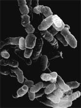 Enterobacteria Actinobacteria