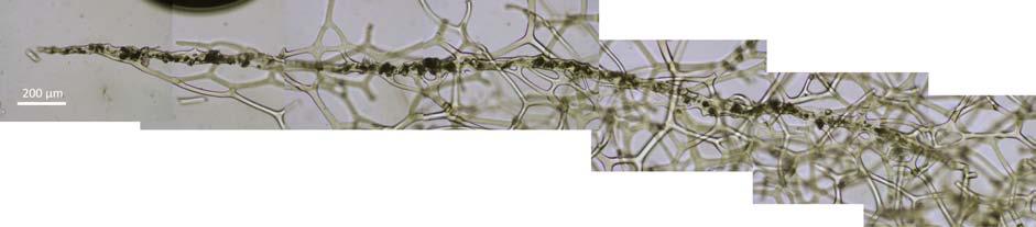 ΕΙΣΑΓΩΓΗ & ΑΙΤΙΟΛΟΓΗΣΗ ΤΗΣ ΜΕΛΕΤΗΣ Εικόνα Ε3: Κύρια ίνα του σκελετού της Spongia officinalis όπως φαίνεται στο οπτικό μικροσκόπιο.