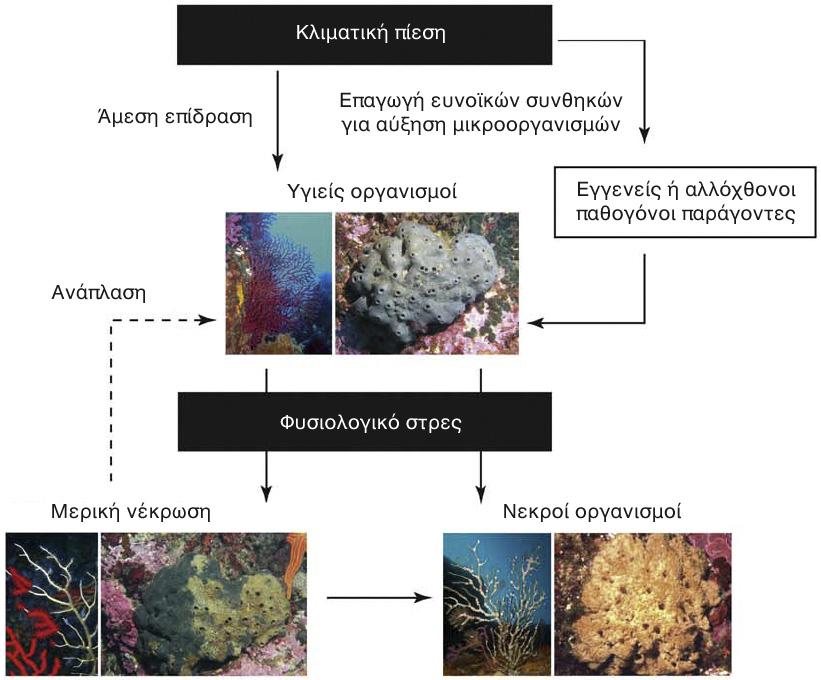 ΕΙΣΑΓΩΓΗ & ΑΙΤΙΟΛΟΓΗΣΗ ΤΗΣ ΜΕΛΕΤΗΣ πραγματοποιήθηκαν στις ακτές της Τυνησίας (Ben Mustapha & Vacelet, 1991), της Ιταλίας (Pronzato et al. 1996), της Αιγύπτου (Castritsi-Catharios et al.